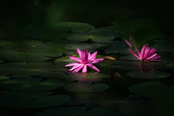 Bela flor de lótus na lagoa — Fotografia de Stock