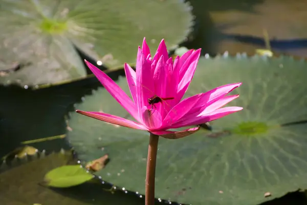 Vacker lotusblomma i damm — Stockfoto