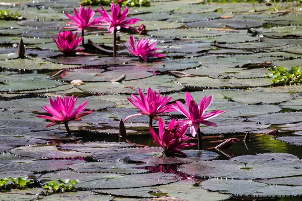 Beautiful lotus flower in pond — Stock Photo, Image