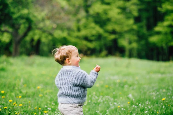 Portret cute adorable trochę malucha chłopiec stoi w lesie pole łąka z kwiatów mniszka lekarskiego w jego ręce. — Zdjęcie stockowe