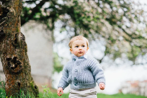 Schattige kleuter jongen met blauwe ogen en blonde haren wandelen in lentetuin in de buurt van bloesem appelboom. — Stockfoto