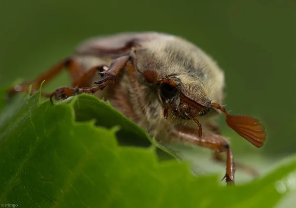 Çimenlerde beetle — Stok fotoğraf