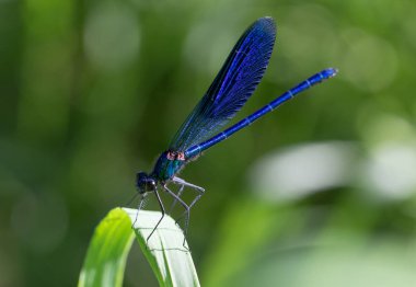 Otların arasında yusufçuk