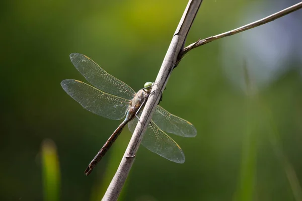 Libelle auf einem Stock — Stockfoto