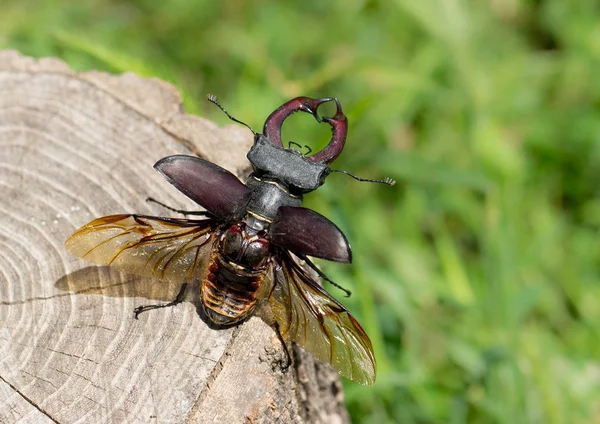 Stag beetle çıkartıyor — Stok fotoğraf