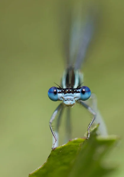 Mavi gözlü yusufçuk — Stok fotoğraf