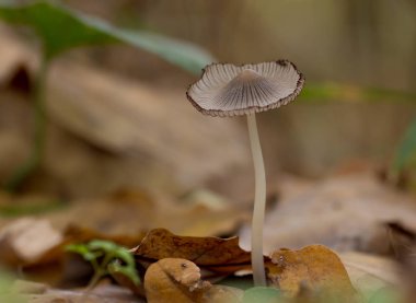 küçük mantar ve bitki örtüsü