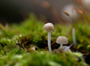 mantar üzerinde yosun