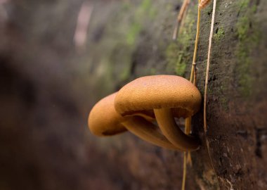 Ağaçtaki mantarlar