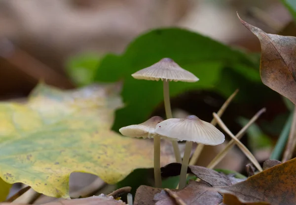 Drie kleine paddestoel — Stockfoto