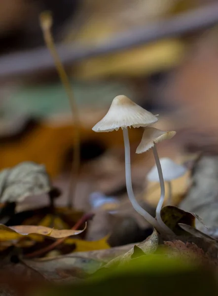 Dois cogumelos pequenos — Fotografia de Stock