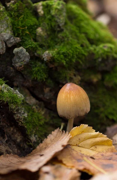 Paddenstoelen en mos — Stockfoto