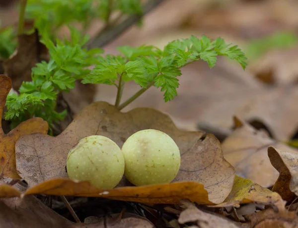 Twee ronde paddestoelen — Stockfoto