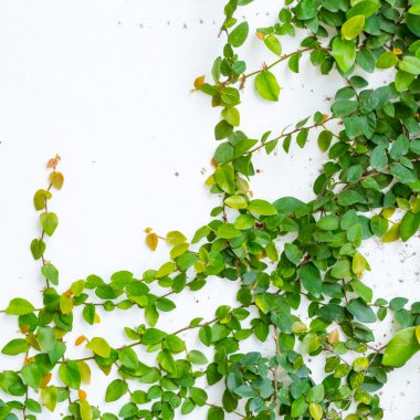 Sarmaşık bitki ile beyaz duvar