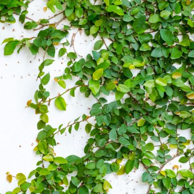 Sarmaşık bitki ile beyaz duvar