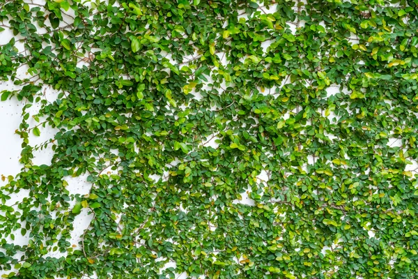 White wall with ivy plant — Stock Photo, Image