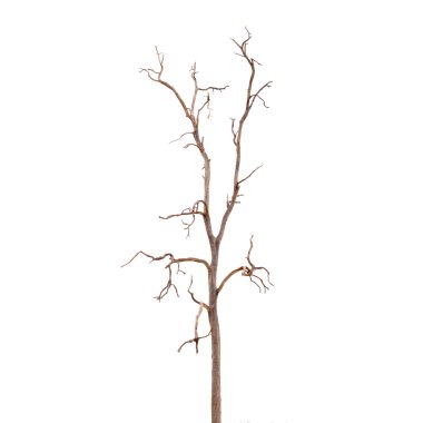 ölü ağaç yaprakları olmadan