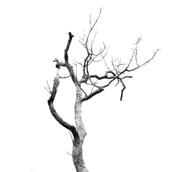 Abgestorbener Baum ohne Blätter — Stockfoto