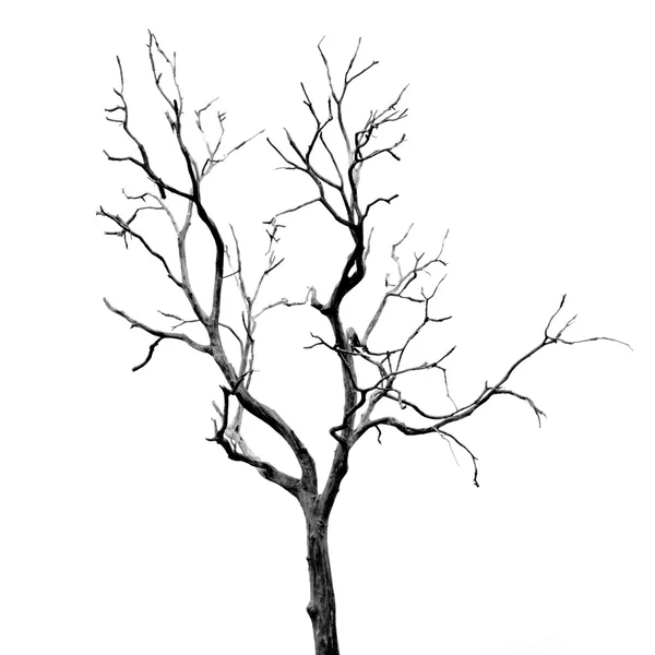 Dead Tree without Leaves — Stock Photo, Image