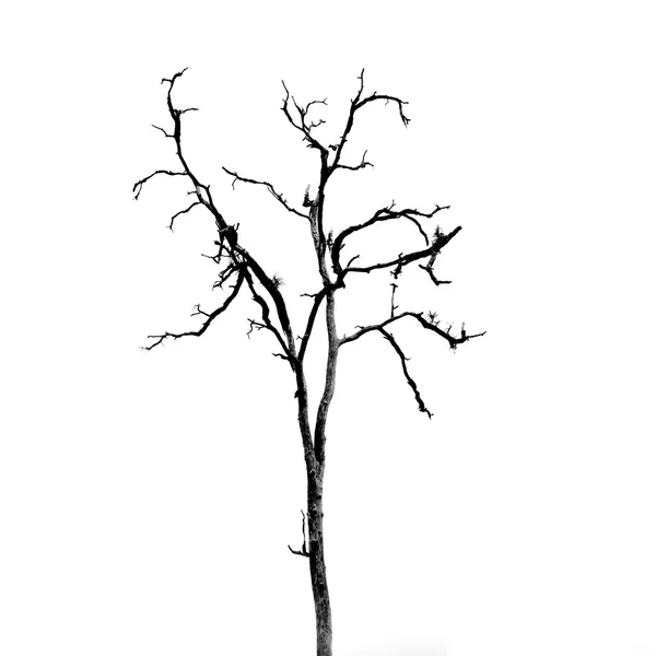葉のない死んだ木 — ストック写真
