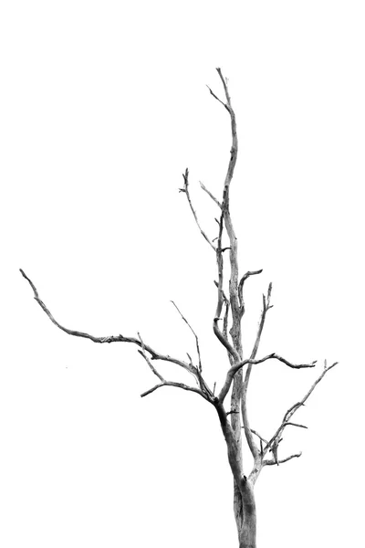 A tree drawing without leaves Stock Photos, Royalty Free A tree ...