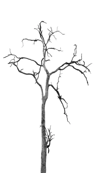 Dead Tree without Leaves — Stock Photo, Image