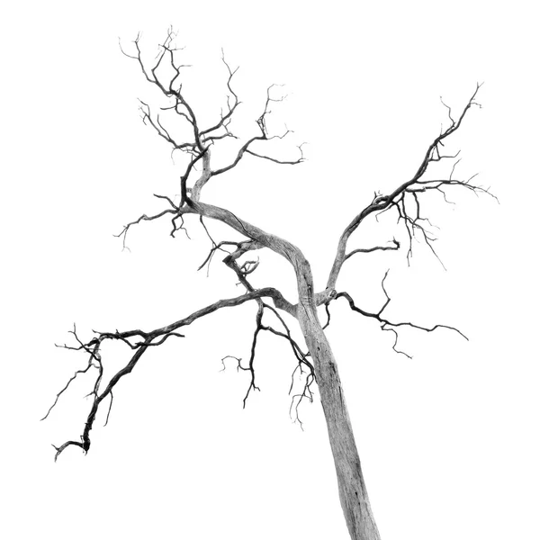 Dead Tree without Leaves — Stock Photo, Image