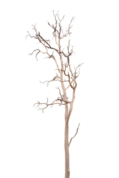 Halott fa levelek nélkül — Stock Fotó