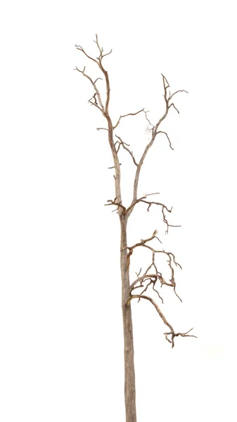 Árbol muerto sin hojas —  Fotos de Stock