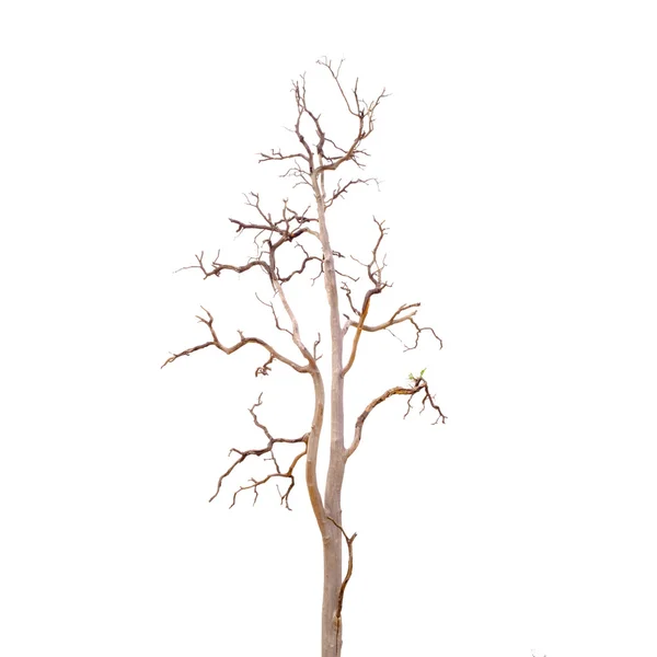 Albero morto senza foglie — Foto Stock