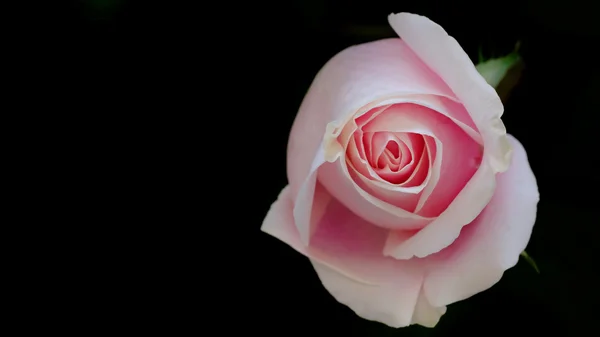 Beautiful pink rose closeup — Stock Photo, Image