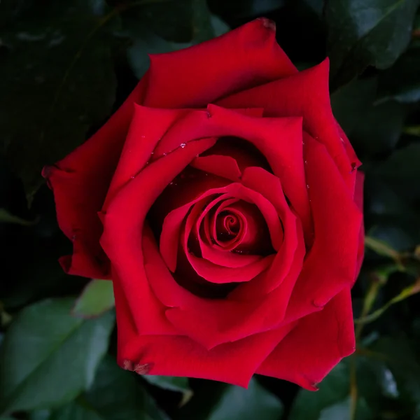 Primer plano macroplano de una rosa roja — Foto de Stock