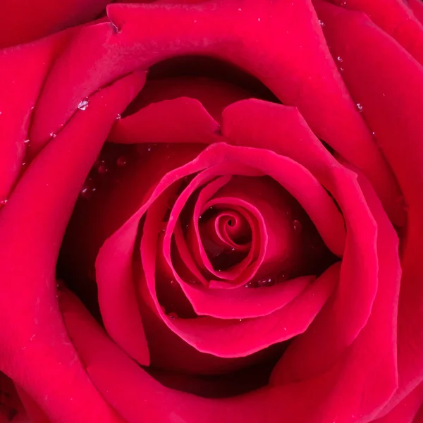 Primer plano macroplano de una rosa roja — Foto de Stock