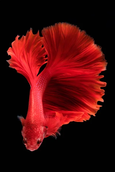 Capture the moving moment of fighting fish isolated on black bac — Stock Photo, Image