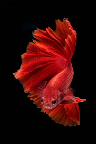 Capture the moving moment of fighting fish isolated on black bac — Stock Photo, Image