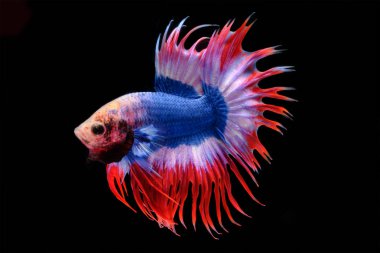 Üzerinde siyah bac izole balık mücadele hareketli anı yakalamak