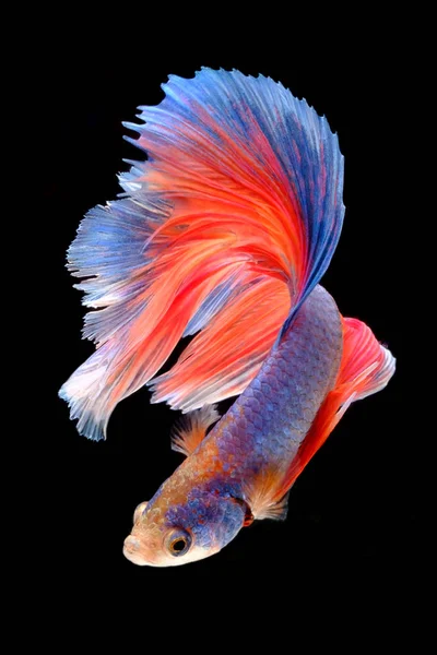 Capture the moving moment of fighting fish isolated on black bac — Stock Photo, Image