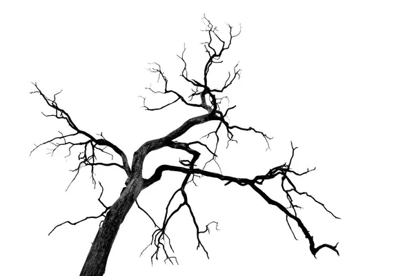 Ölü ağaç yaprakları olmadan — Stok fotoğraf