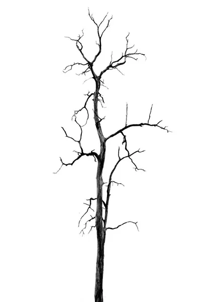 Dode boom zonder bladeren — Stockfoto