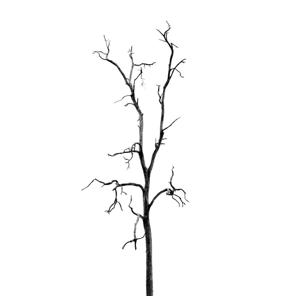 Мертвое дерево без листьев — стоковое фото