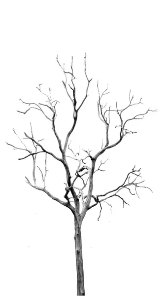 잎 없이 죽은 나무 — 스톡 사진