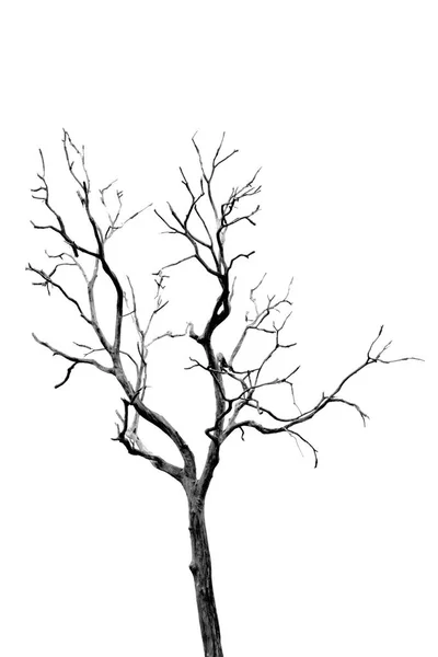 Dead Tree without Leaves — Stock Photo, Image