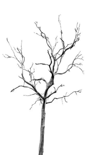 Döda träd utan löv — Stockfoto