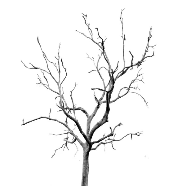 Dead Tree without Leaves — Stock Photo, Image