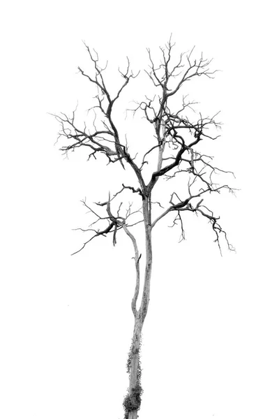 Arbre mort sans feuilles — Photo