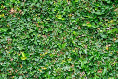 Sarmaşık bitki ile turuncu duvar