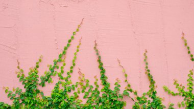 Sarmaşık bitki pembe duvar