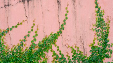 Sarmaşık bitki pembe duvar