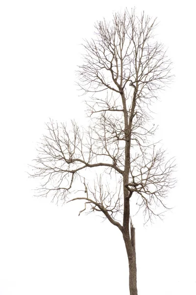 Abgestorbener Baum ohne Blätter — Stockfoto