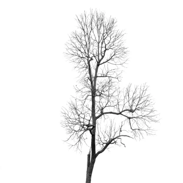 Albero morto senza foglie — Foto Stock